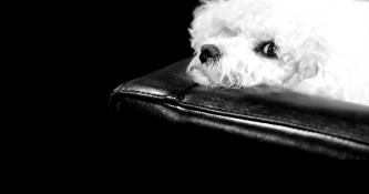 The Benefits of Bringing your Dog to Work